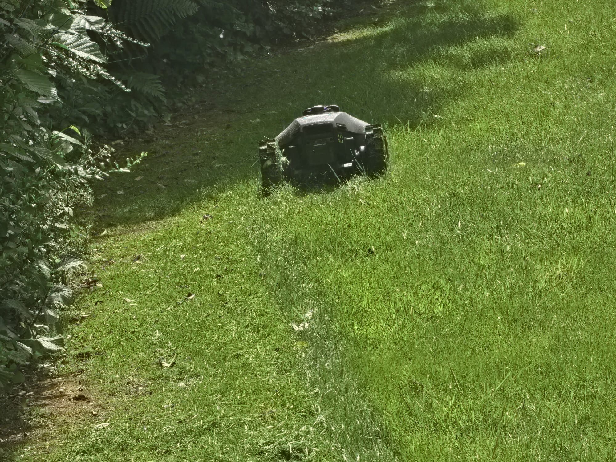 Robot mower heading down a grass path between hedges in a South Wales garden
